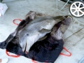 Harbor Porpoise