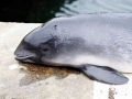 Harbor Porpoise