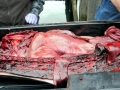 Harbor Porpoise