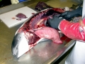 Harbor Porpoise