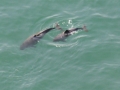 Harbor Porpoise