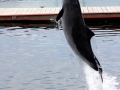 Harbor Porpoise