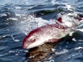 Harbor Porpoise