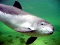 Harbor Porpoise