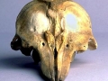 Harbor Porpoise