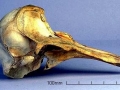Harbor Porpoise