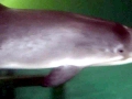 Harbor Porpoise