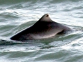 Harbor Porpoise