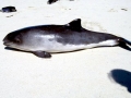Harbor Porpoise