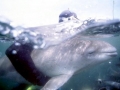 Harbor Porpoise