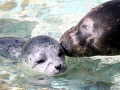 Harbor Seal