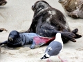 Harbor Seal