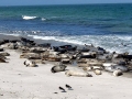 Harbor Seal