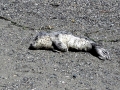 Harbor Seal