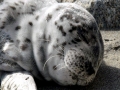 Harbor Seal