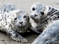 Harbor Seal