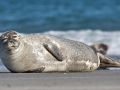 Harbor Seal