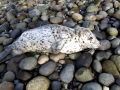 Harbor Seal