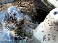 Harbor Seal