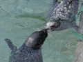 Harbor Seal
