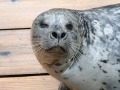 Harbor Seal