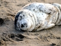 Harbor Seal