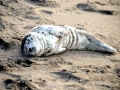 Harbor Seal