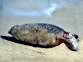 Harbor Seal