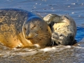Harbor Seal