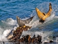 Harbor Seal