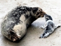 Harbor Seal