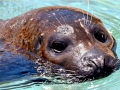 Harbor Seal