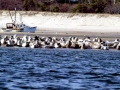 Harbor Seal