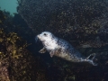 Harbor Seal