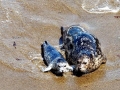 Harbor Seal