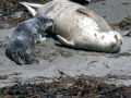 Harbor Seal