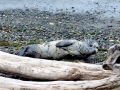 Harbor Seal