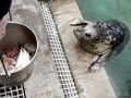 Harbor Seal