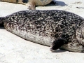 Harbor Seal