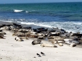 Harbor Seal