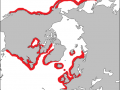 Harbor Seal