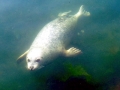 Harbor Seal