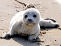 Harbor Seal