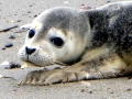 Harbor Seal