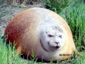 Harbor Seal
