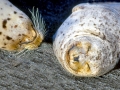 Harbor Seal
