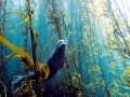 Harbor Seal