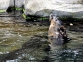 Harbor Seal