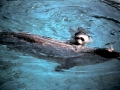Harbor Seal