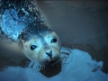 Harbor Seal